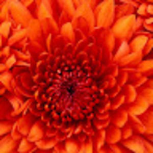 Meet your Posher, Marion